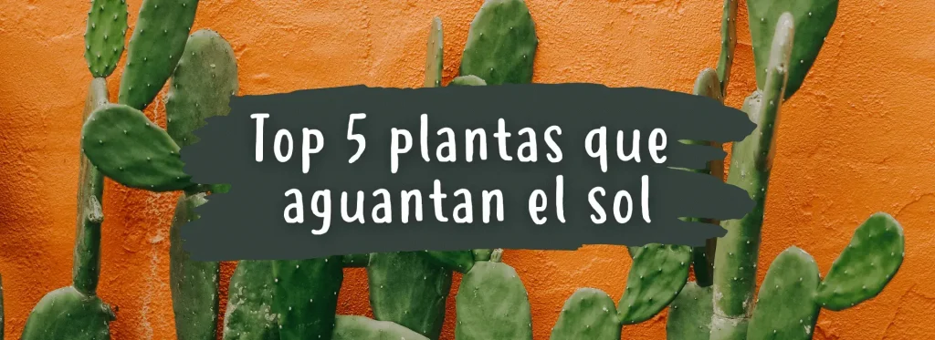 5 plantas que aguantan el sol