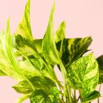 potho-hoja-detalle