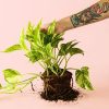 poto-planta