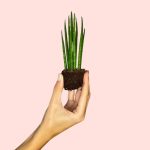 sansevieria-mikado-mini