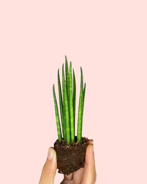 sansevieria-mikado-mini-planta