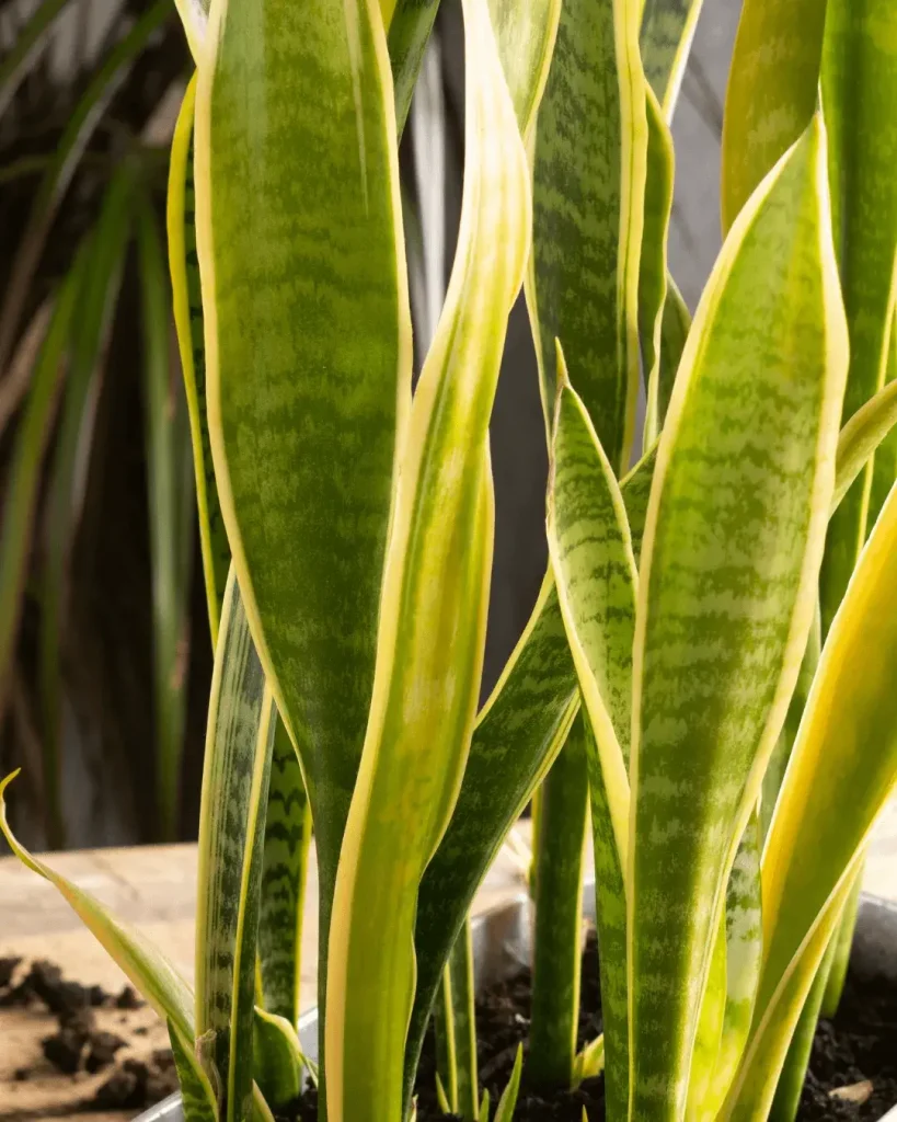 plantas de sol sansevieria