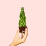 Bebé Sansevieria Trenzada