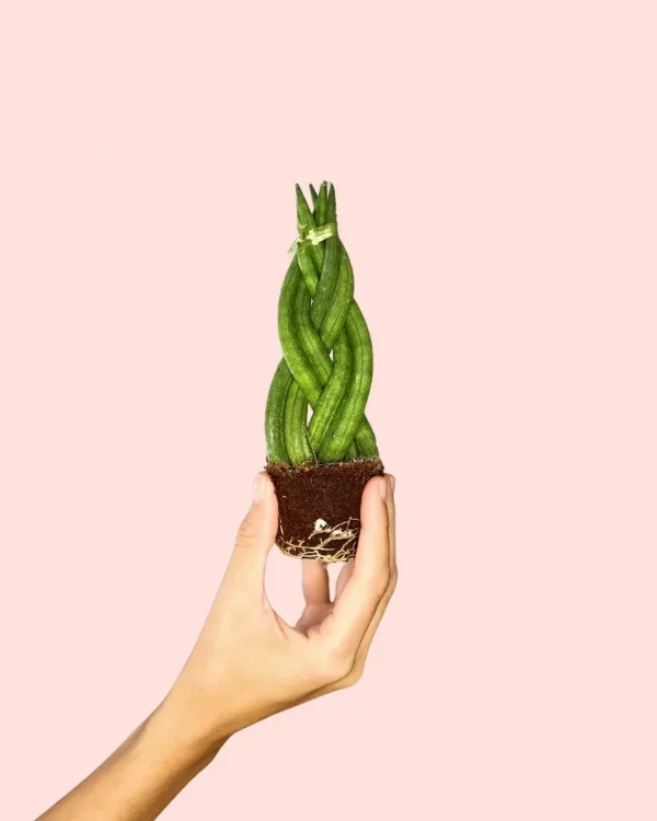 sansevieria-trenzada