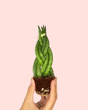 sansevieria-trenzada-cylindrica