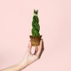 sansevieria-trenzada-mini