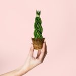 sansevieria-trenzada-mini