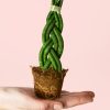 sansevieria-trenzada- mini-hoja