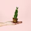 sansevieria-trenzada- mini-planta