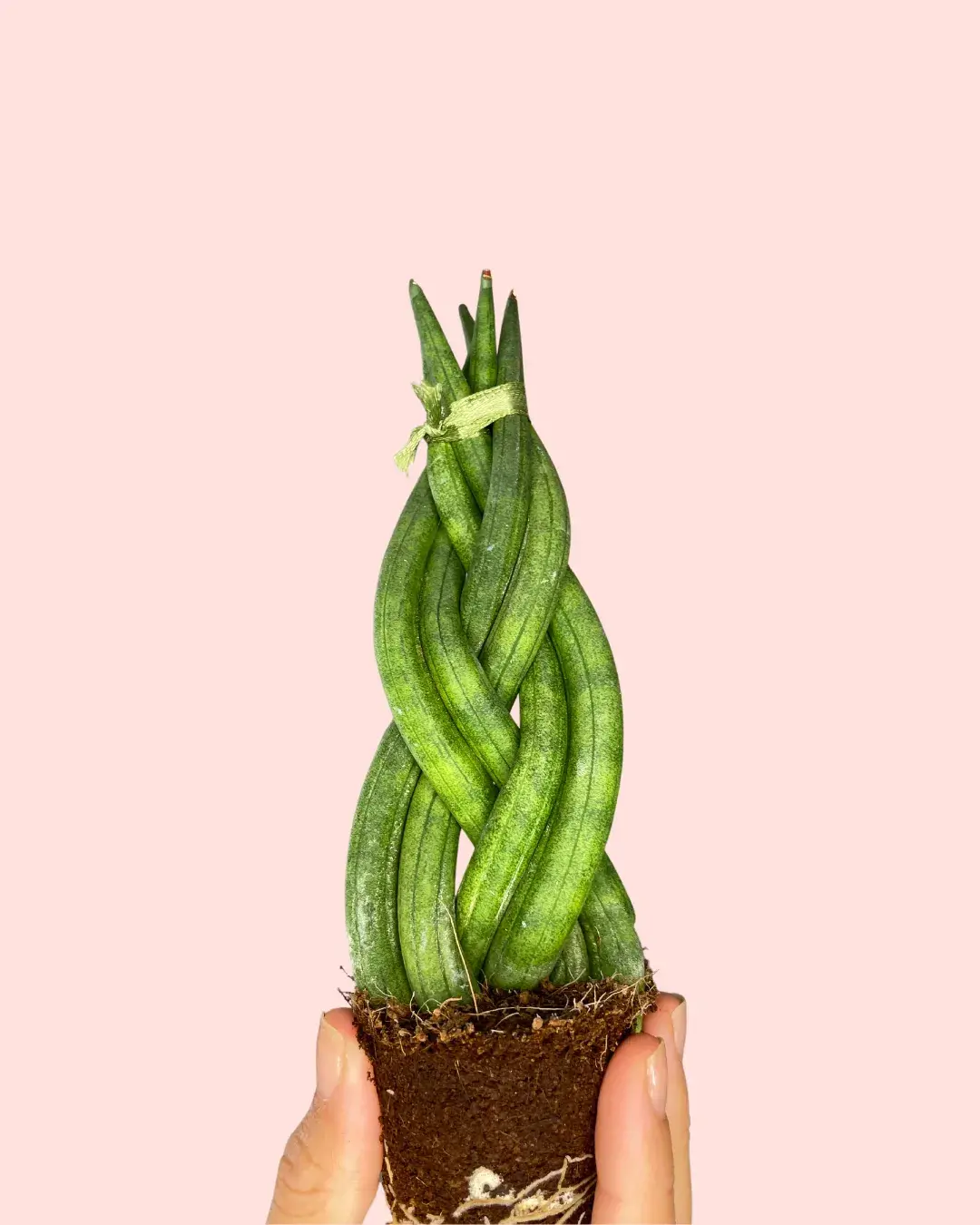 sansevieria-trenzada-planta sansevieria-trenzada-planta