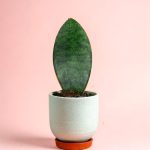 sansevieria-trifasciata-m