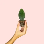 Sansevieria Trifasciata Victoria Mini