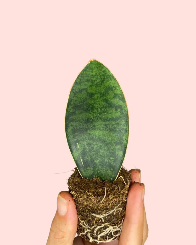 sansevieria-trifasciata-victoria-bebe