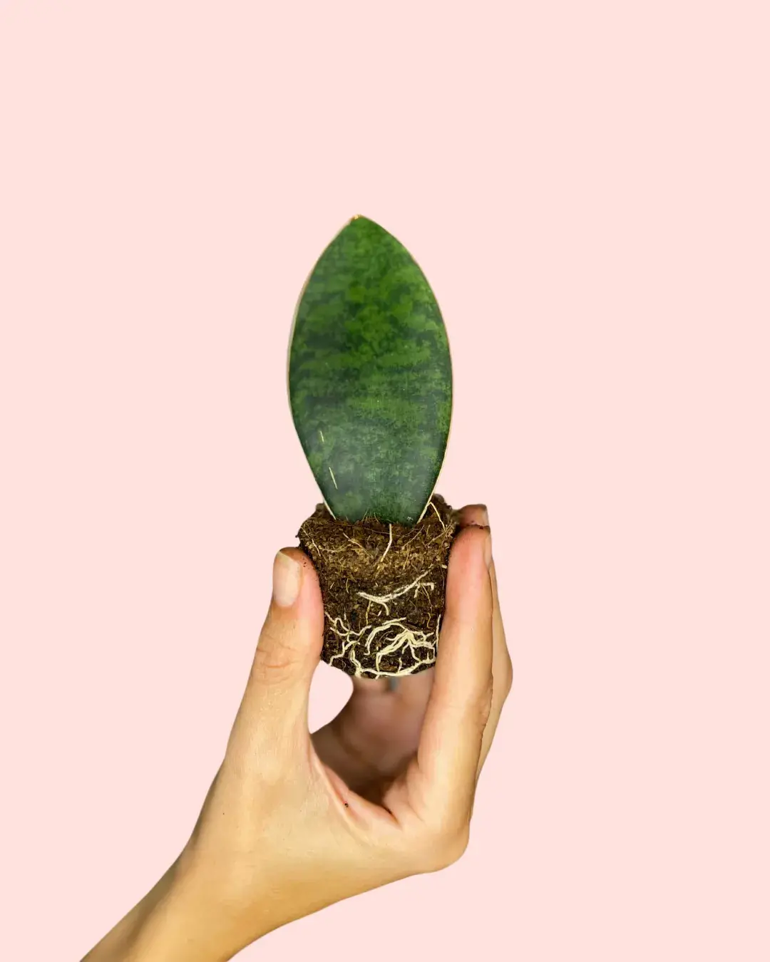 sansevieria-trifasciata-victoria-mini sansevieria-trifasciata-victoria-mini