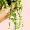 senecio-rowleyanus-hoja