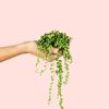 senecio-rowleyanus-planta