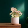 syngonium-neon-pink