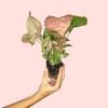 syngonium-neon-pink