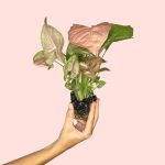syngonium-neon-pink