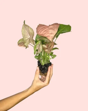 syngonium-neon-pink