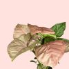 syngonium-neon-pink-hojas