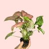 syngonium-neon-pink-planta