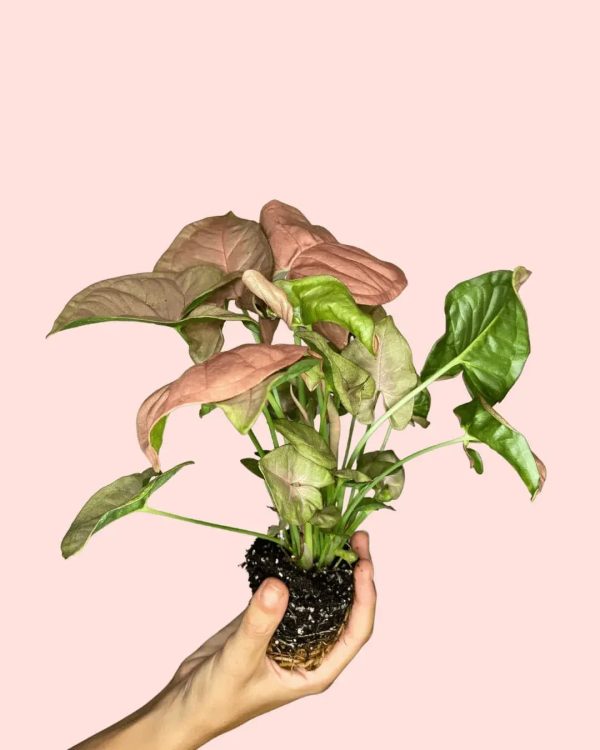 syngonium-neon-pink-planta