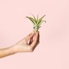 tillandsia-capitata