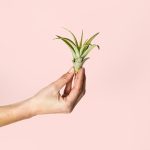 tillandsia-capitata