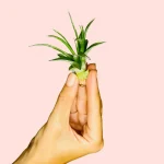 Tillandsia Capitata Mini