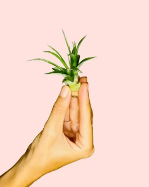 Tillandsia Capitata Mini