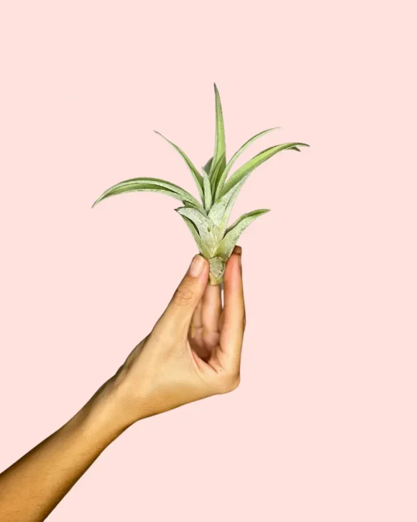 tillandsia-capitata