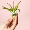tillandsia-capitata-hojas