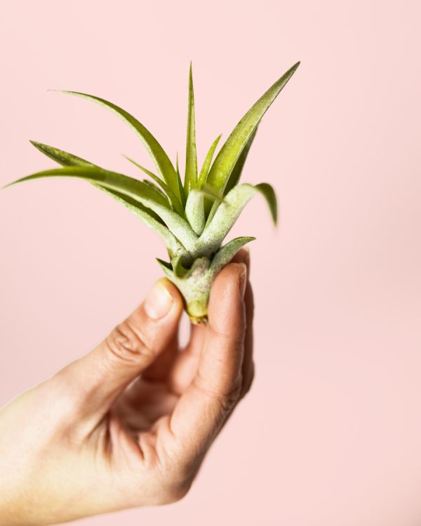 tillandsia-capitata-hojas