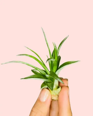 tillandsia-capitata-plantadeaire