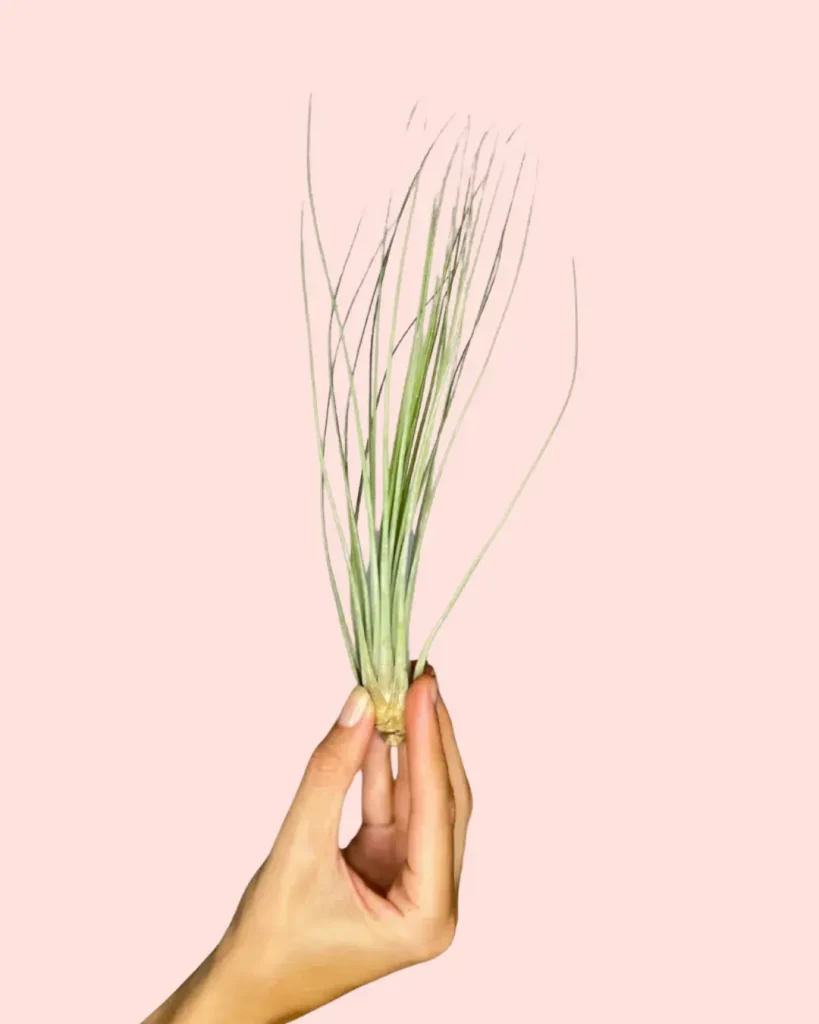 tillandsia-juncea-airplant