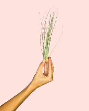 tillandsia-juncea-planta-aire