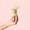 tillandsia-multoflora