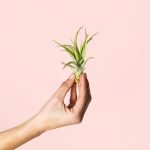 tillandsia-multoflora