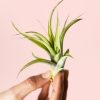 tillandsia-multoflora-hojas