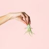 tillandsia-multoflora-planta