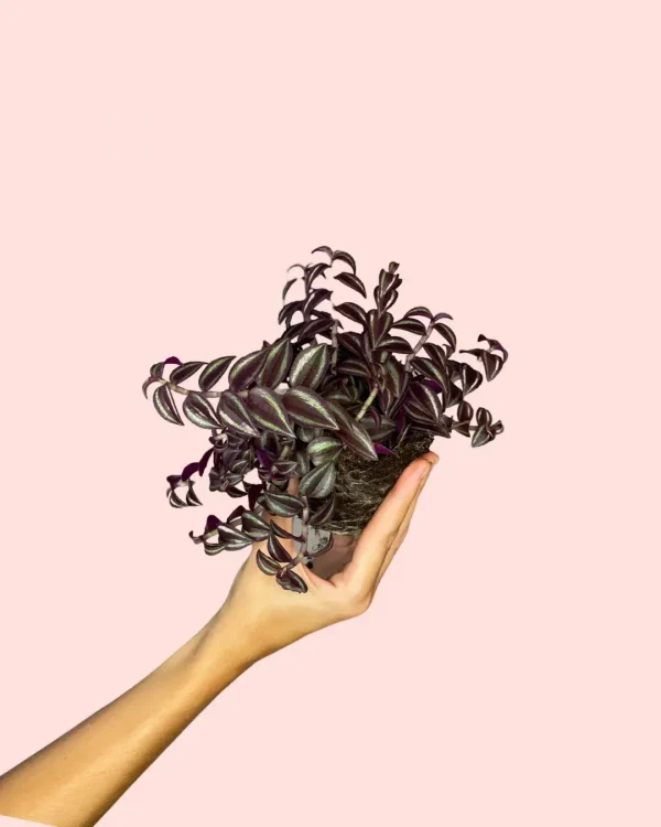tradescantia-purple-hoja