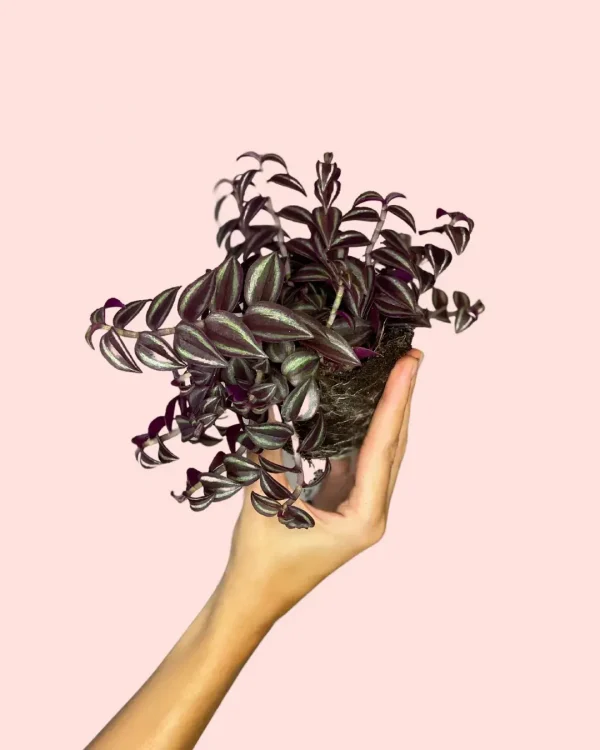 tradescantia-purple-passion