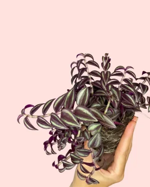 tradescantia-purple-planta