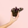 trandescantia-purple-planta