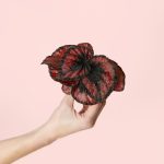 Begonia-blade-mini