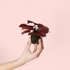 Begonia-blade-mini-planta