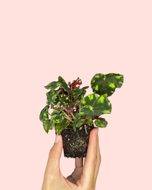 begonia-frog-planta