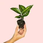 Calathea Ornata