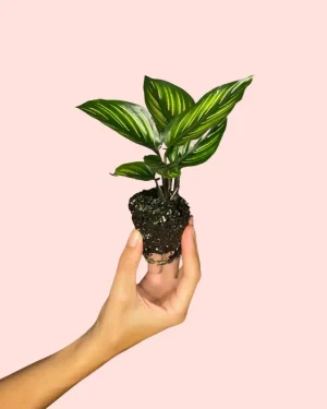 calathea-ornata